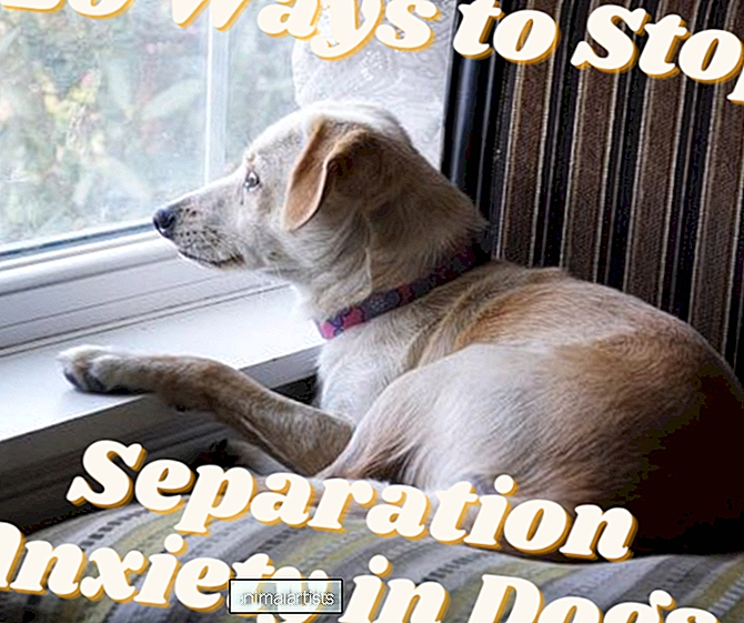 20 consejos para detener la ansiedad por separación en los perros