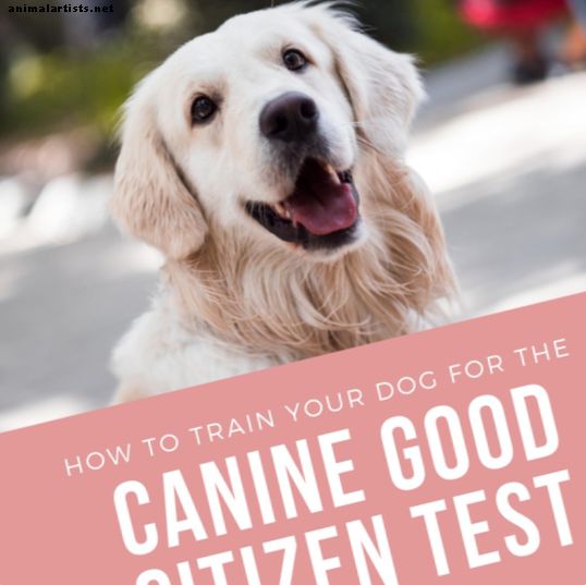 Kako izuriti svojega psa za pasji test dobrega državljana