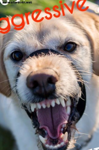 10 kõige agressiivsemat koeratõugu: temperatuuri hinnangud ja teave