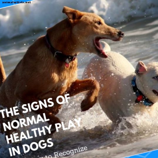 Sinais de jogo saudável e normal em cães