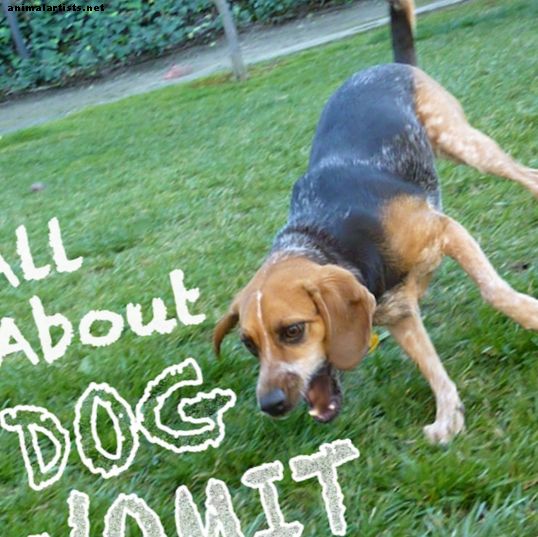 Todo sobre el vómito del perro: ¿por qué vomita mi perro?