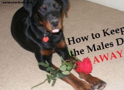 Cómo mantener a los perros machos alejados de las hembras en celo