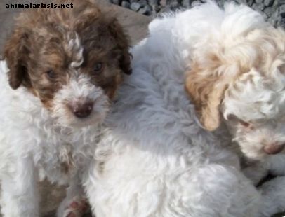 Leven met een Lagotto Romagnolo: een pluizig hypoallergeen hondenras