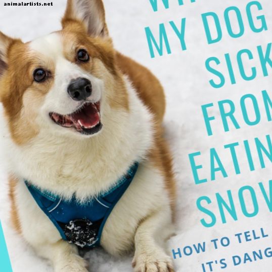 ¿Pueden los perros comer nieve?  (Qué hacer si su perro se enferma de nieve)
