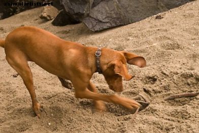 Kuidas treenida oma koera kaevamise lõpetamiseks