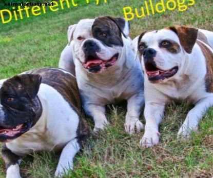 Una guía para los diferentes tipos de bulldogs