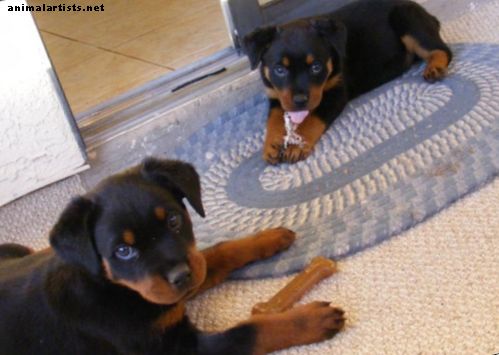 Salud común y trastornos genéticos en Rottweilers