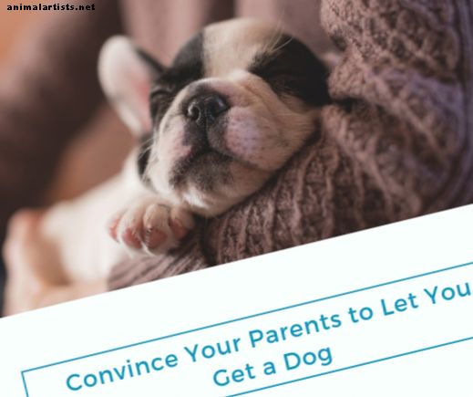 Cómo convencer a tus padres para que te dejen tener un perro