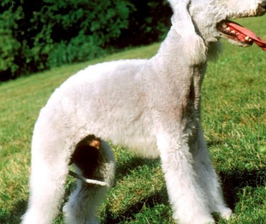 Las 10 mejores razas de perros más feas del mundo