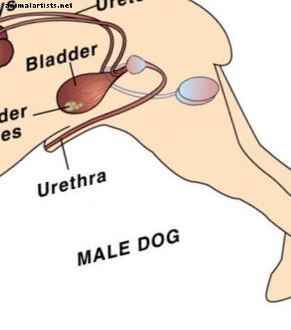 Cómo cuidar a tu perro después de una uretrostomía