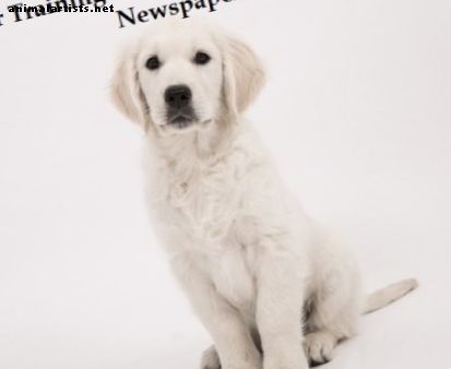 Paper Training Your Puppy para hacer pis en el periódico