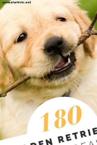Más de 180 nombres de Golden Retriever para su querido cachorro