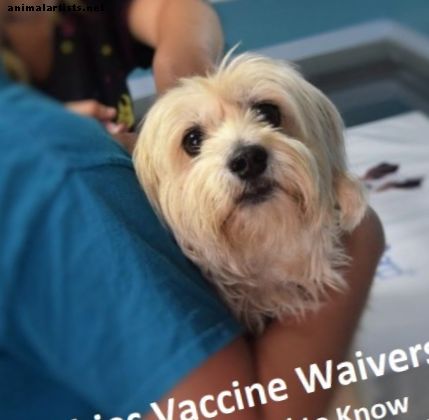 Exenciones de vacunas contra la rabia para perros: qué saber