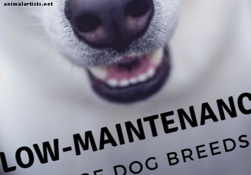 10 razas de perros grandes que requieren poco mantenimiento