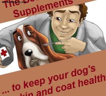 Los mejores suplementos dietéticos para mantener la piel y el pelaje de su perro saludables
