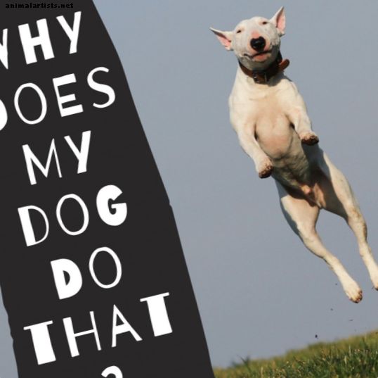 Hundeatferd: Hvorfor hunder oppfører seg på visse måter