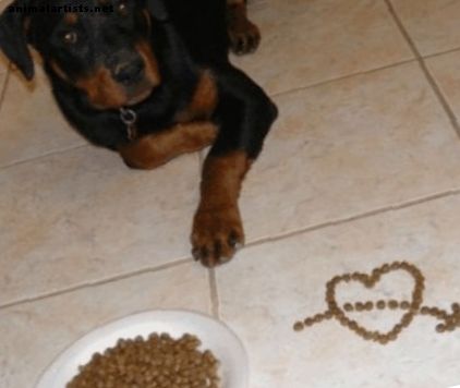Recetas caseras para perros con estómagos sensibles