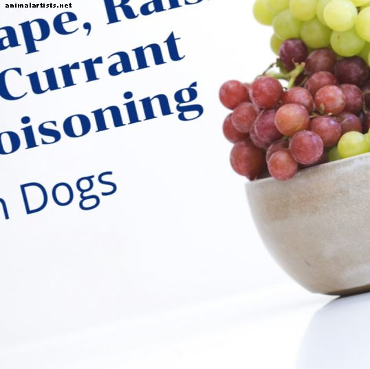 Symptomen en tekenen van nierfalen nadat een hond druiven eet