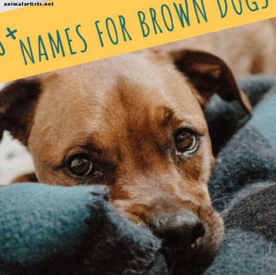 200+ edinstvenih rjavih imen psov: čokolada in zlato-rjava