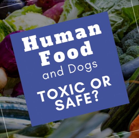 7 alimentos que son tóxicos para perros y 7 alimentos que son seguros