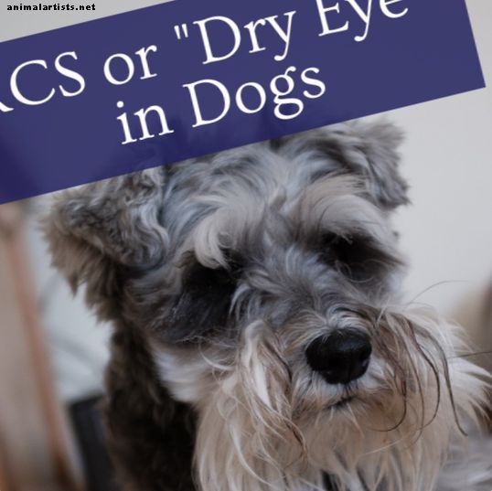 قصتنا: أسباب KCS أو "العيون الجافة" في الكلاب