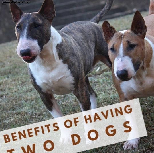 Zakaj sta dva psa boljša od enega: nasveti in koristi