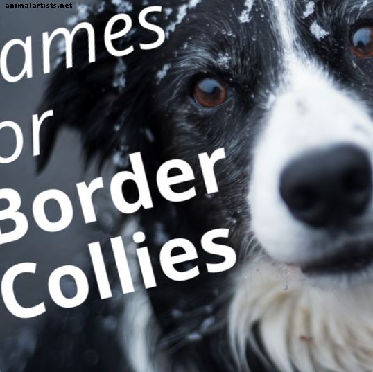 Los mejores nombres para un Border Collie