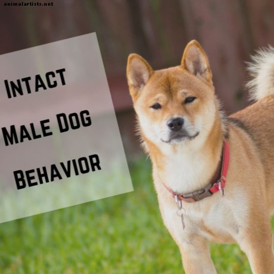 Comportamientos de perros machos intactos