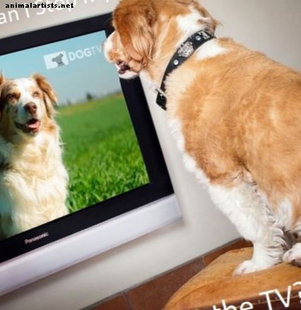 Hogyan akadályozzuk meg kutyáját a TV-n ugatást (bevált technikák)