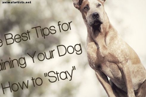 As melhores dicas para treinar seu cão Como ficar