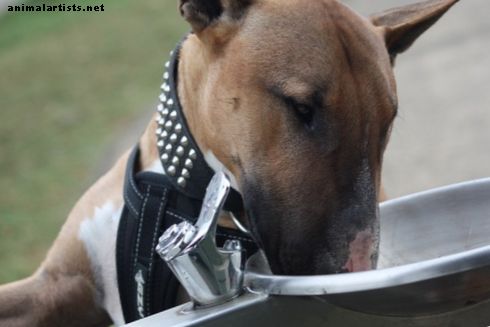 Las 6 cosas más increíbles que hacen los Bull Terriers