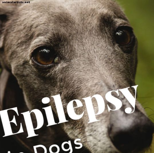 Consejos para dueños de mascotas: Mi galgo tiene epilepsia