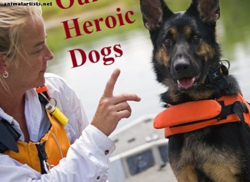 Perros que salvan vidas: hechos sobre los perros de búsqueda y rescate