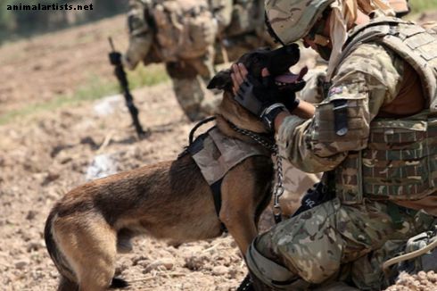 Karmide isaste koerte sõjalisest inspireeritud nimed