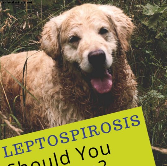 ¿La vacuna Lepto4 es peligrosa para los perros?