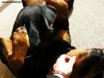Consejos aprobados por el veterinario para lidiar con la uña rota de un perro