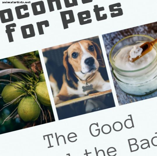 Aceite de coco para perros y gatos: lo bueno y lo malo