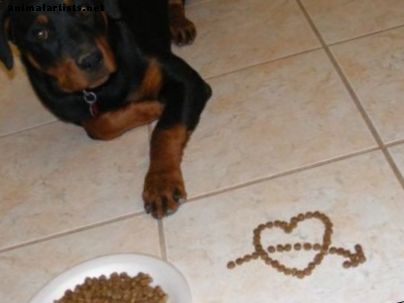 Cómo entrenar a un perro agresivo con los alimentos
