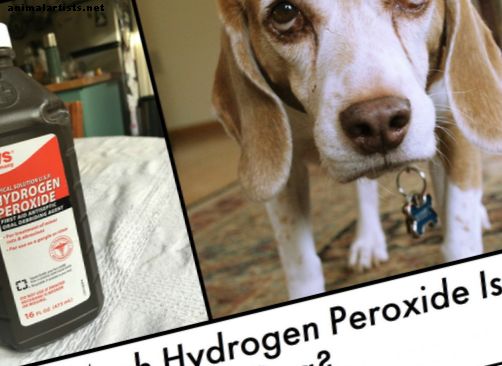 يمكنك إعطاء كلب الكثير من بيروكسيد الهيدروجين؟