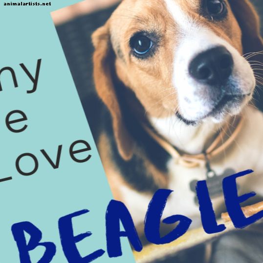 5 põhjust, miks Beagles on täiuslik
