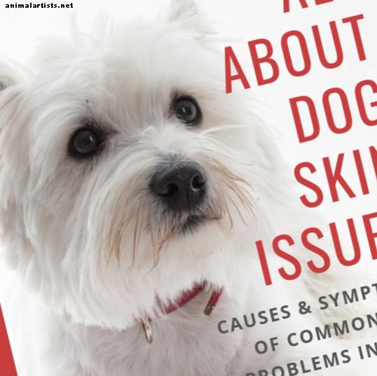 Trastornos de la piel del perro: causas, síntomas, tipos y razas propensos a ellos