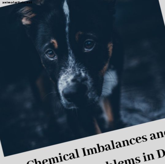 كيمياء دماغ الكلب واستخدام الأدوية وتعديل السلوك
