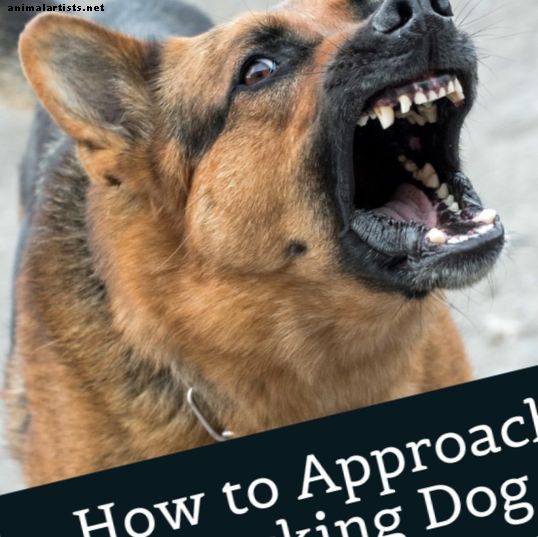 Cómo acercarse correctamente a un perro que te ladra