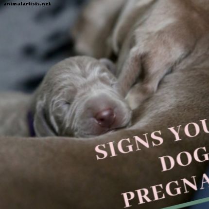 Quanto tempo dura a gestação canina?  Sinais e estágios da gravidez do cão