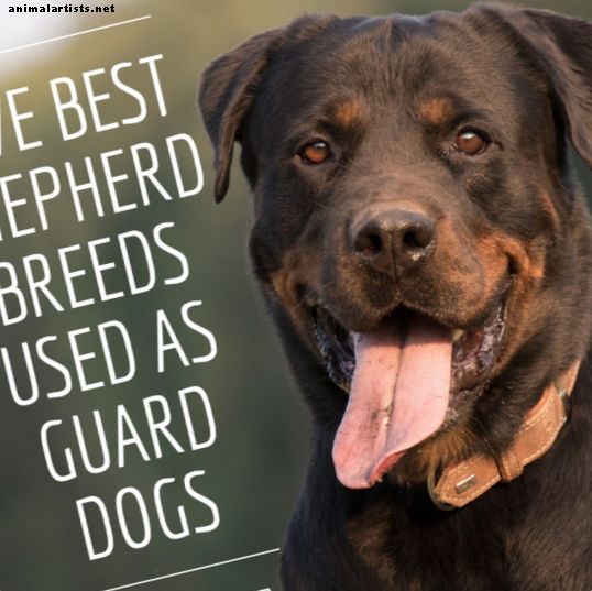Las cinco mejores razas de perros pastor para la protección