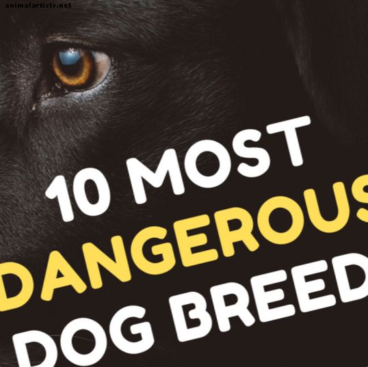 Razas de perros más peligrosas: estadísticas de mordeduras y ataques de perros