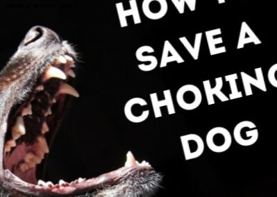 La forma más efectiva de salvar la vida de tu perro asfixiante