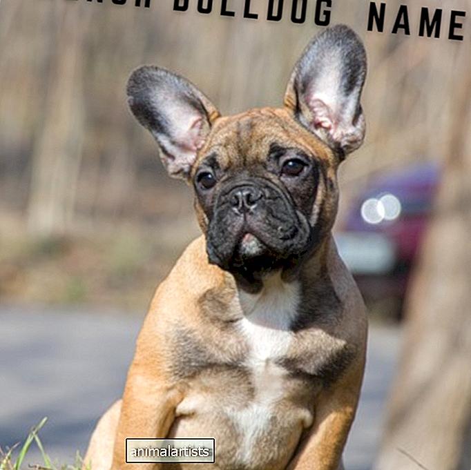 Más de 550 nombres de bulldogs franceses (con definiciones)