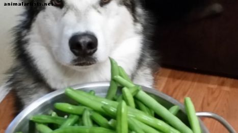 ¿Pueden los perros comer judías verdes?
