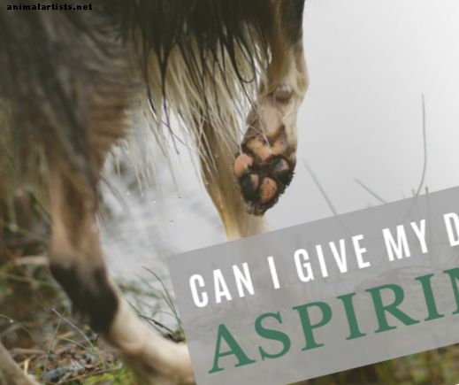 ¿Puedo darle aspirina a mi perro por una cojera?  (Usos de la aspirina en los caninos)